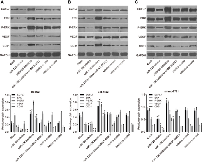 EGFL7, ERK, P-ERK, VEGF, and CD31 protein expressions in smmc-7721, Bet-7402 and HepG2 cell lines in vivo.