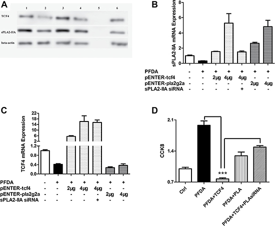 TCF4 and sPLA2-IIA were involved in PFDA-associated cell proliferation promotion.