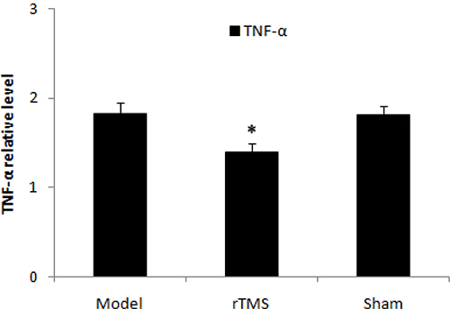 Effects of repetitive transcranial magnetic stimulation (rTMS) treatment on the expression of TNF-&#x03B1; in the substantia nigra of the rats induced by lactacystin.