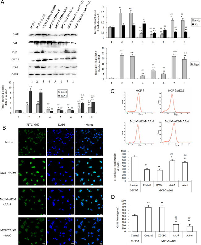 AA-5 (1) and AA-6 (2) inhibited P-gp and cellular anti-oxidant ability in MCF-7/ADM cells via ROS/Akt and Nrf2 signal pathways.
