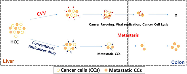 Schematic illustration of how CVV can target and kill the metastatic HCC by overcoming limited effects of anticancer drugs.