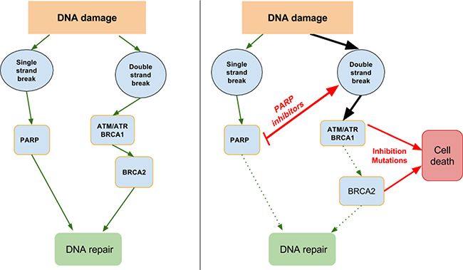 DNA damage repair and synthetic lethality.