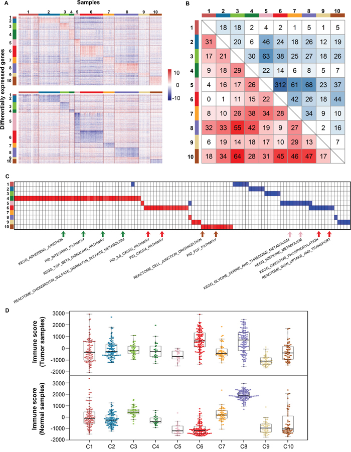 Differentially expressed genes and pathway analysis across 10 clusters.