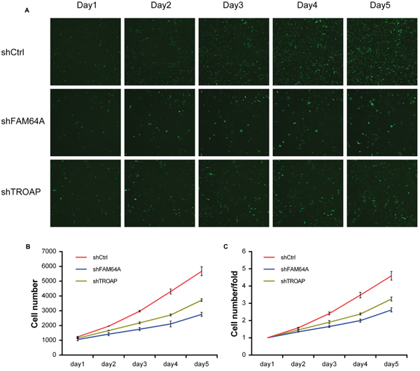 Validation of proliferation function of FAM64A and TROAP in MDA-MB-231 cell line.