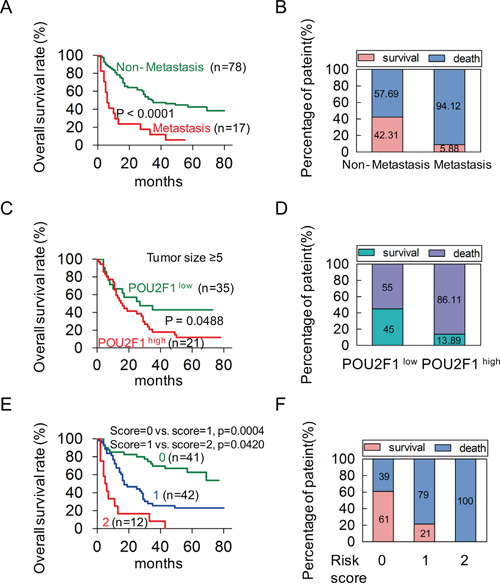 POU2F1 serves as an independent factor in a poor prognosis of HCC.