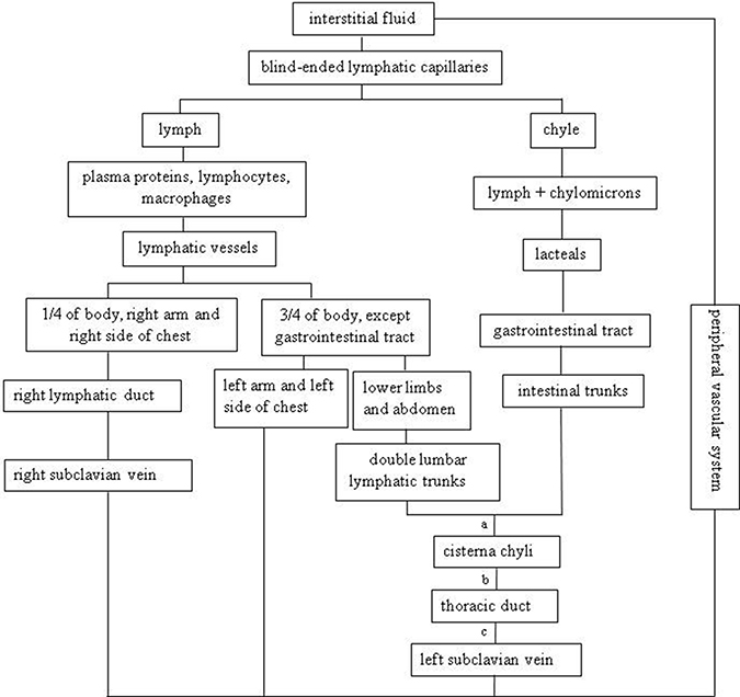 Lymphatic circulation.