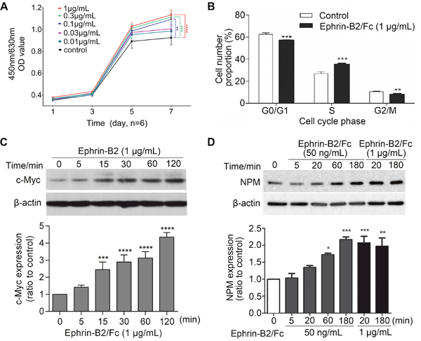 Ephrin-B2 promotes HUVECs proliferation.