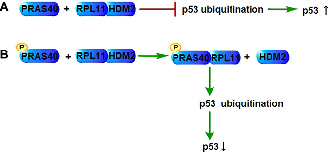 PRAS40 in p53 regulation.