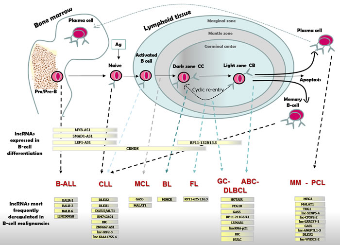 LncRNAs expressed in B-cell differentiation or pathology.