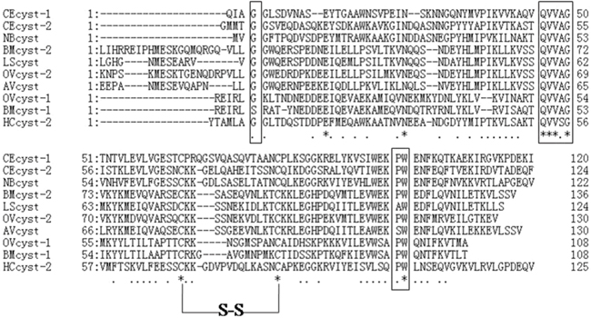 Putative amino acid alignment of HCcyst-2 with other nematode type 2 cystatins.