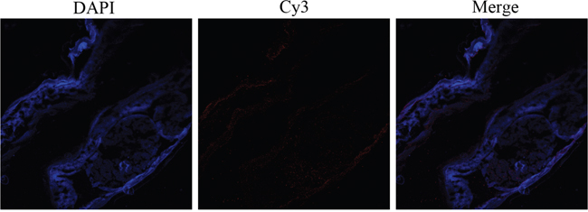 Immunohistochemical localization of HCcyst-2 protein in cryostat section of H. contortus.
