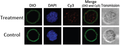 Uptake of rHCcyst-2 by goat monocytes.