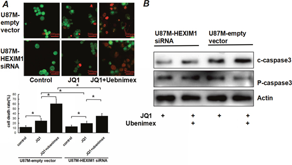 JQ1 induced apoptosis in U87M cells, the effect was attenuated by knocking down HEXIM1.