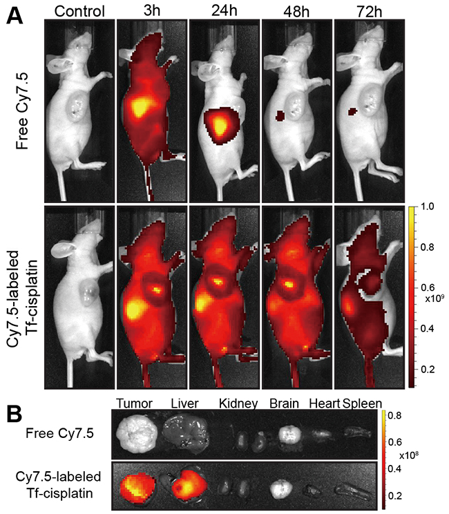 NIRF imaging of Cy7.5-labeled Tf-cisplatin and free Cy7.5 in A2780CP70 tumor-bearing mice.
