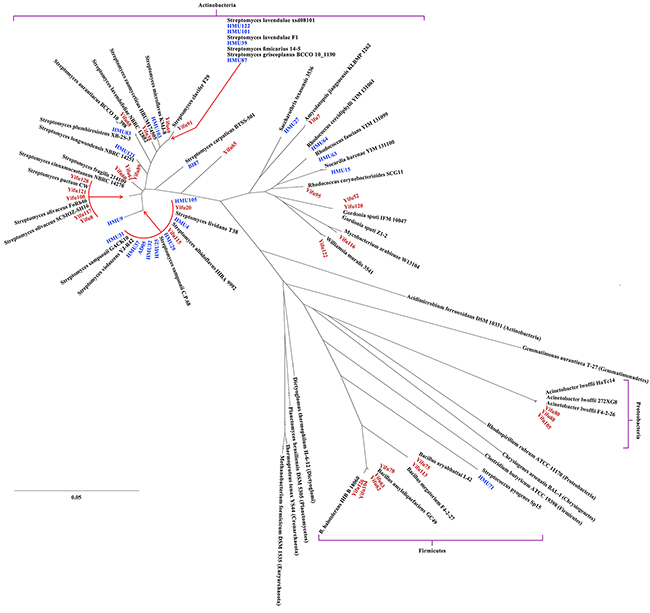 Phylogenetic distribution of the anti-cancer bacteria isolated in this study.