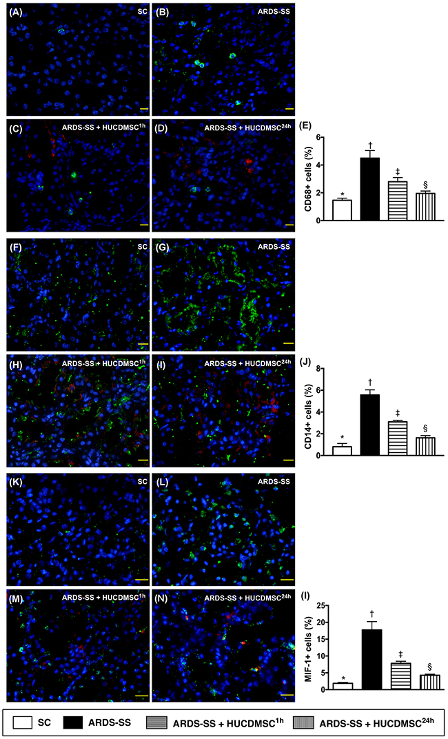 Inflammatory cell infiltration in kidney parenchyma by day 5 after ARDS-SS induction.