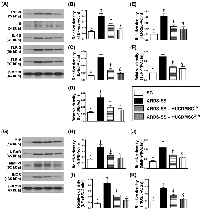 Protein expression of inflammatory biomarkers in kidney parenchyma by day 5 after ARDS-SS induction.