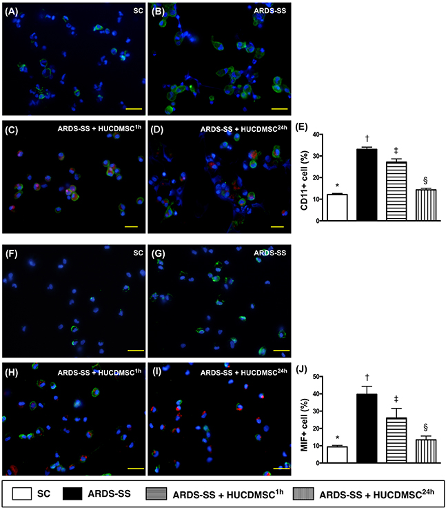 Cellular expression of CD11+ and MIF+ cells in ascites by day 5 after ARDS-SS induction.