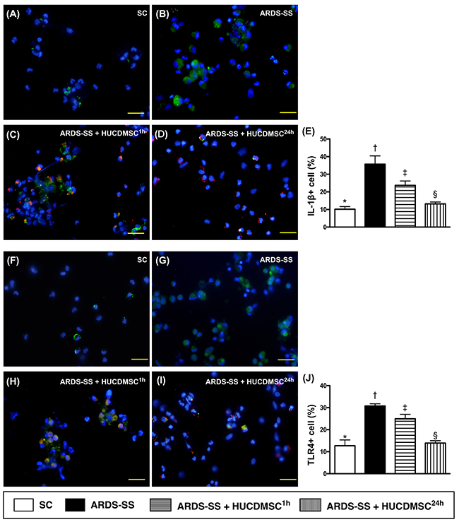 Cellular expression of IL-1&#x00DF;+ and TLR+4 cells in ascites by day 5 after ARDS-SS induction.