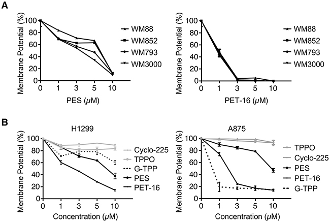 HSP70 inhibitors alter mitochondrial membrane potential.