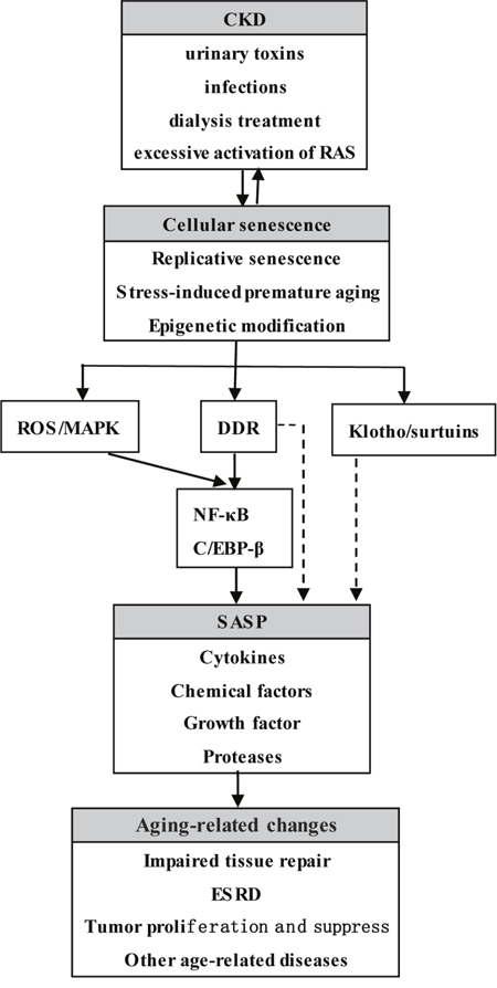 Cellular aging and SASP in CKD.