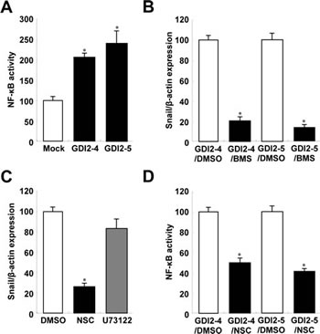 RhoGDI2 increases Snail expression through Rac1-mediated NF-&#x3ba;B activation.