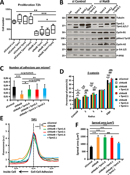 Tropomyosin 2.1 and 1.6 functional deficiencies mediate proliferation and cytoskeletal defects associated with hNatB downregulation.