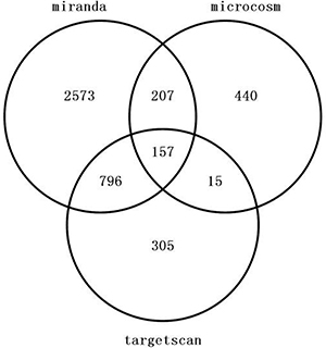 Venn diagram of target gene of hsa-miR-195-5p.