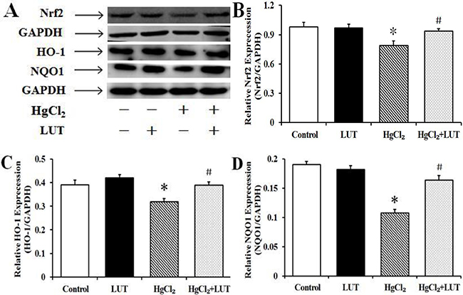 Treatment with luteolin activated the Nrf2 pathway and protected the liver against HgCl2-induced injury.