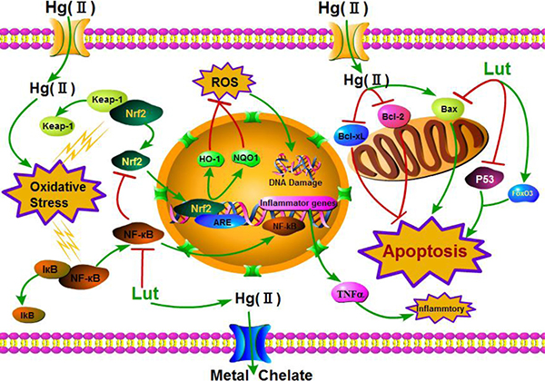 Summary indicating the mechanisms of luteolin attenuated liver injury induced by HgCl2.