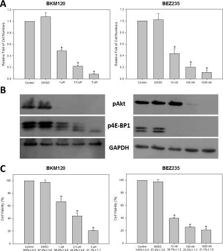 PI3K inhibitors decreased cell proliferation rate and cell viability of HM-1 cells.