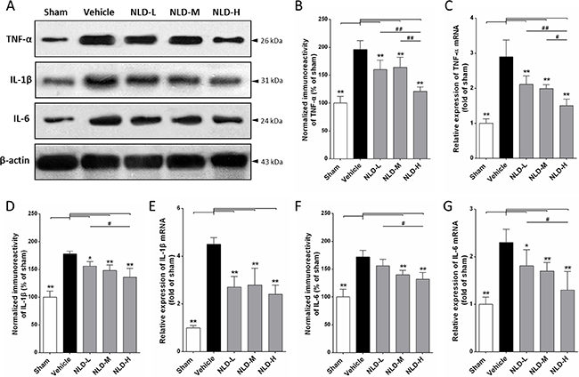 NLD inhibits expression of pro-inflammatory cytokines TNF-&#x03B1;, IL-1&#x03B2; and IL-6 in the hippocampus after intracerebroventricular injection of A&#x03B2;1-42.