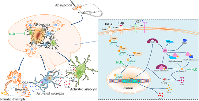 The pathological inflammatory network in the AD brain and the anti-inflammatory effects of NLD.