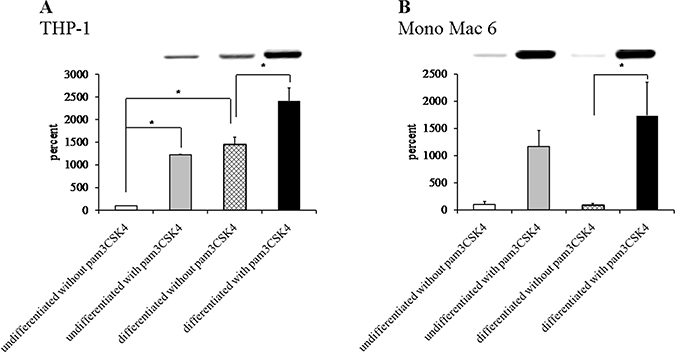 Superoxide dismutase protein content in monocyte/macrophage cell lines.