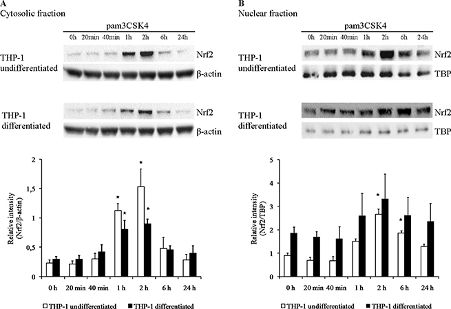 Nrf2 protein levels are increased by TLR2 activation in THP-1 cells.