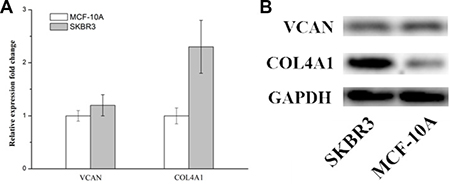 Versican and COL4A1 mRNA levels in SKBR3 cells.