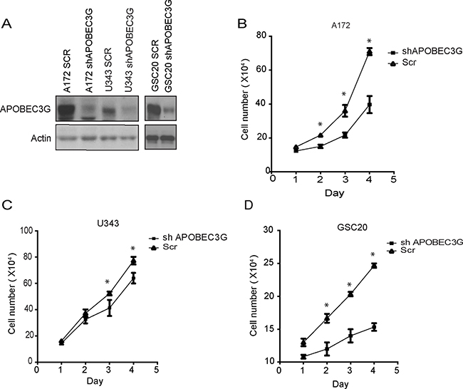 Depletion of APOBEC3G attenuated proliferation of mesenchymal GICs and GBM cells.