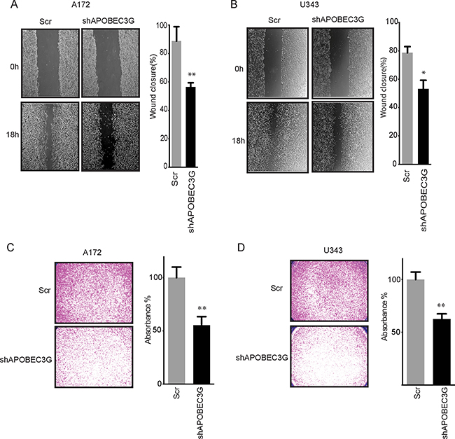 Targeting APOBEC3G impaired migration ability of mesenchymal GBM cell lines.