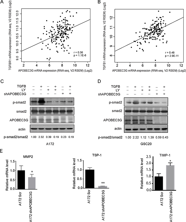 Depletion of APOBEC3G attenuated the TGF&#x03B2; signaling pathway.