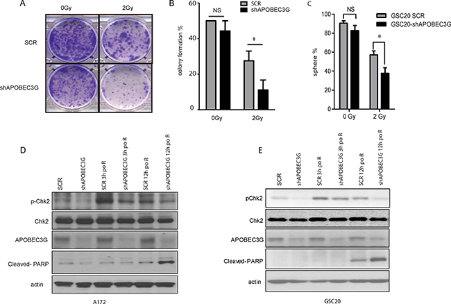 Inhibition of APOBEC3G increased the radiosensitivity of GBM cells and mesenchymal GICs.
