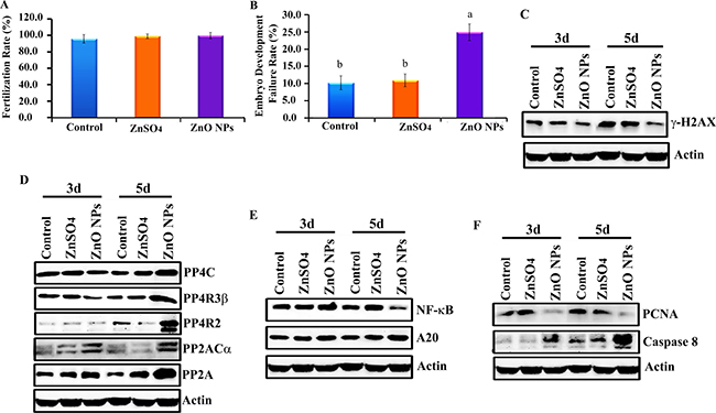 Inhibition of chicken embryonic development by ZnO NPs.