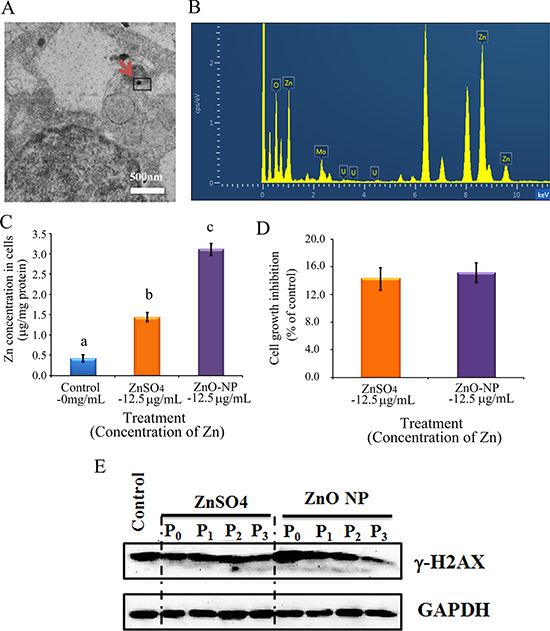 ZnO NPs in CHO-K1 cells and the impacts on cell growth and &#x03B3;-H2AX.