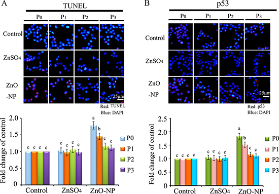 IHF images for TUNEL assay and p53 levels in ZnO NPs treated CHO-K1 cells.