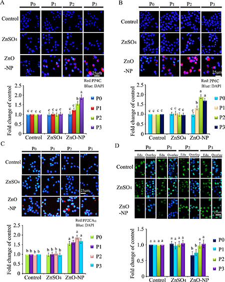 IHF images for de-phosphorylation enzymes PP4C, PP6C, PP2AC&#x03B1; and EdU analysis after ZnO NPs treatment.