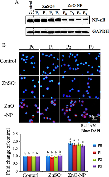 NF-&#x03BA;B major component p65 and A20 in ZnO NPs treated CHO-K1 cells.