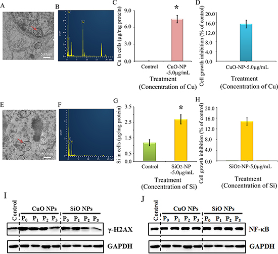 Impairment of &#x03B3;-H2AX not NF-&#x03BA;B by CuO or SiO2 NPs in CHO-K1 cells.