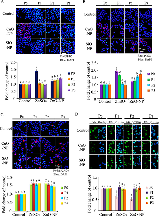 IHF images for de-phosphorylation enzymes PP4C, PP6C, PP2AC&#x03B1; and EdU analysis in CuO and SiO2 NPs treated cells.