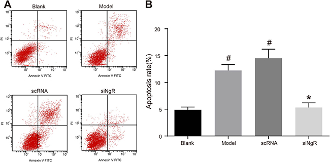 NgR gene silencing significantly inhibits apoptosis of NMDA-treated mRGCs.