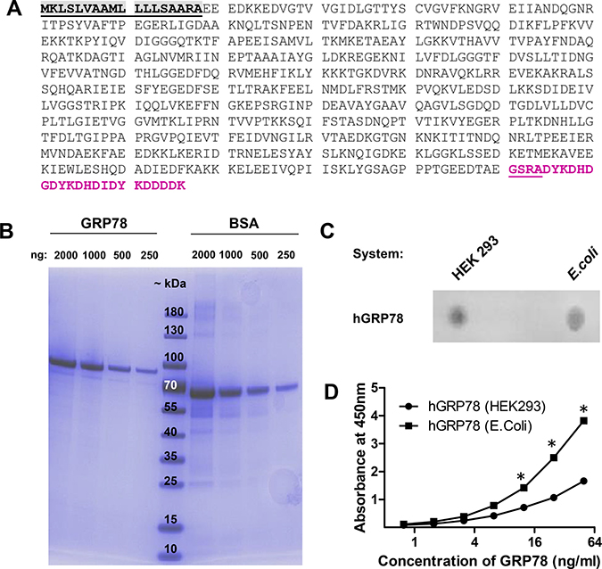 Validation of the human GRP78 ELISA with eukaryotic sGRP78-FLAG as standard for measurement.
