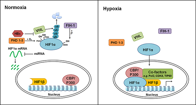 Regulation of hypoxia pathway.